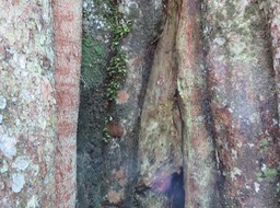 5 Ficus densifolia - Grand Affouche - Moraceae