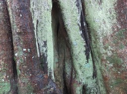 6 Ficus densifolia - Grand Affouche - Moraceae