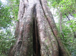 7 Ficus densifolia - Grand Affouche - Moraceae