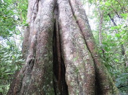 8 Ficus densifolia - Grand Affouche - Moraceae