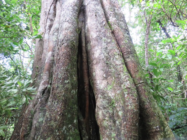 8 Ficus densifolia - Grand Affouche - Moraceae