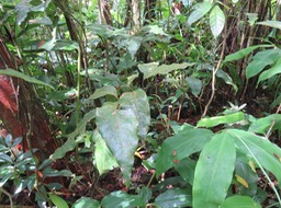 9 Au centre Ocotea obtusata - Bois de cannelle marron - Lauracée - I