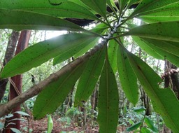 Bois jaune - Ochrosia borbonica - APOCYNACEAE - Endémique Réunion, Maurice