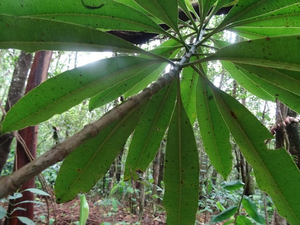 Bois jaune - Ochrosia borbonica - APOCYNACEAE - Endémique Réunion, Maurice