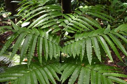 Fronde de fougère tortue - Ptisana fraxinea - MARATTIACEAE - Indigène Réunion, Maurice