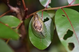 Hyalimax maillardi sur Bois de cabri rouge - SUCCINEIDAE - Endémique Réunion