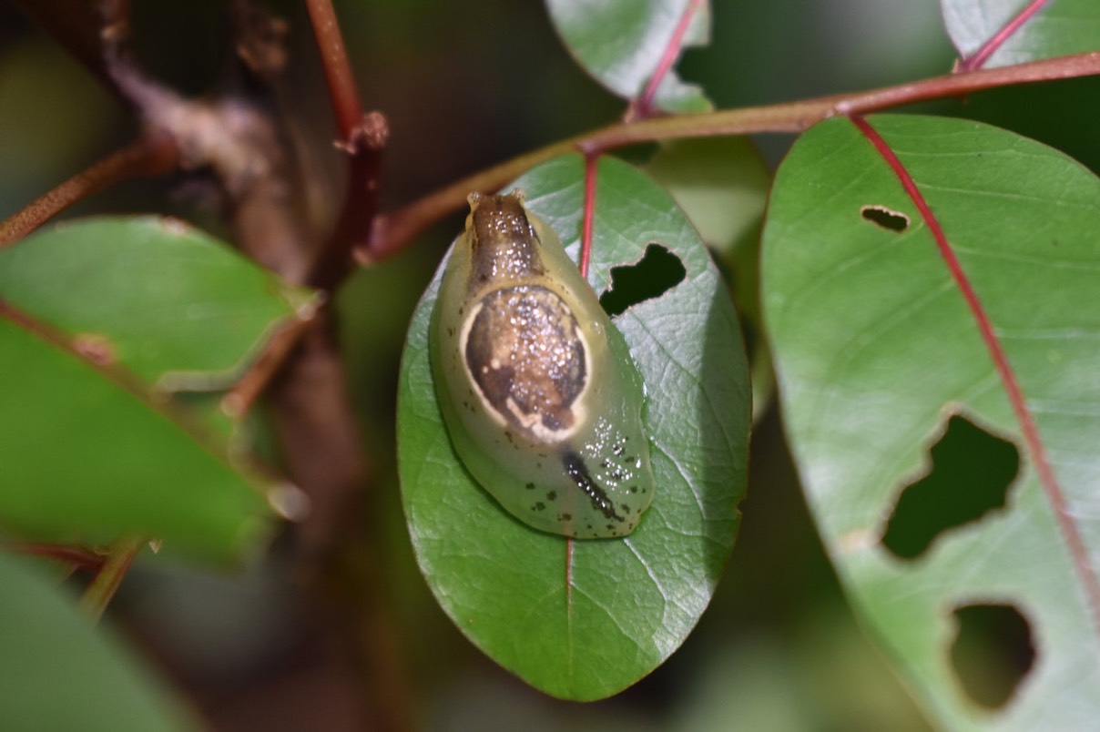 Hyalimax maillardi sur Bois de cabri rouge - SUCCINEIDAE - Endémique Réunion