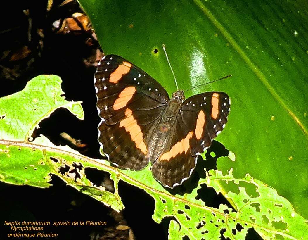 Neptis dumetorum .sylvain de la Réunion P1510037