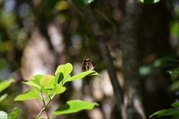 Petit monarque - Danaus chrysippus - NYMPHALIDAE