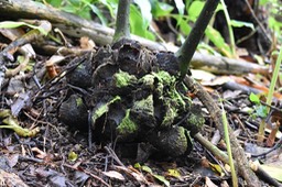 Rhizome de fougère tortue 