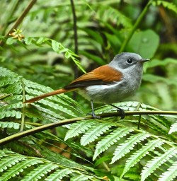 Terpsiphone bourbonnensis . Oiseau la ViergeP1510138