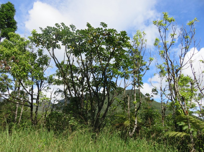 Bois de papaye