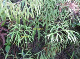 Dicranopteris linearis - Gleicheniacée  et Sticherus flagellaris - Gleichéniacé
