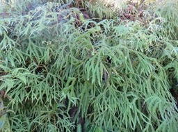 Dicranopteris linearis - Gleicheniacée  et Sticherus flagellaris - Gleichéniacé