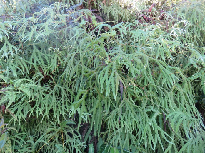 Dicranopteris linearis - Gleicheniacée  et Sticherus flagellaris - Gleichéniacé