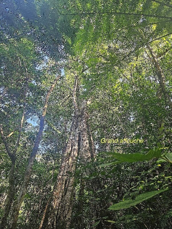 Ficus densifolia Grand affouche Moraceae   Endémique  La Réunion  Maurice02.jpeg