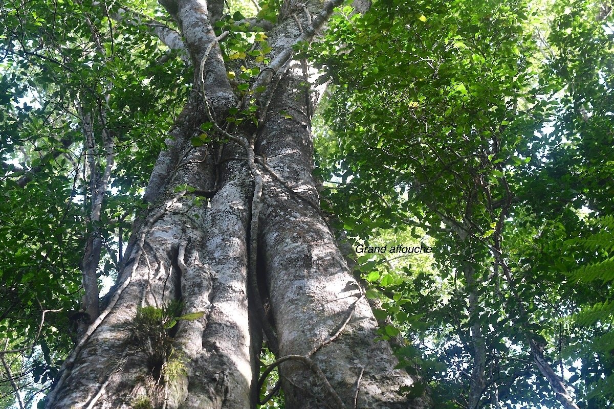 Ficus densifolia Grand affouche Moraceae  Endémique La Réunion, Maurice 3022.jpeg