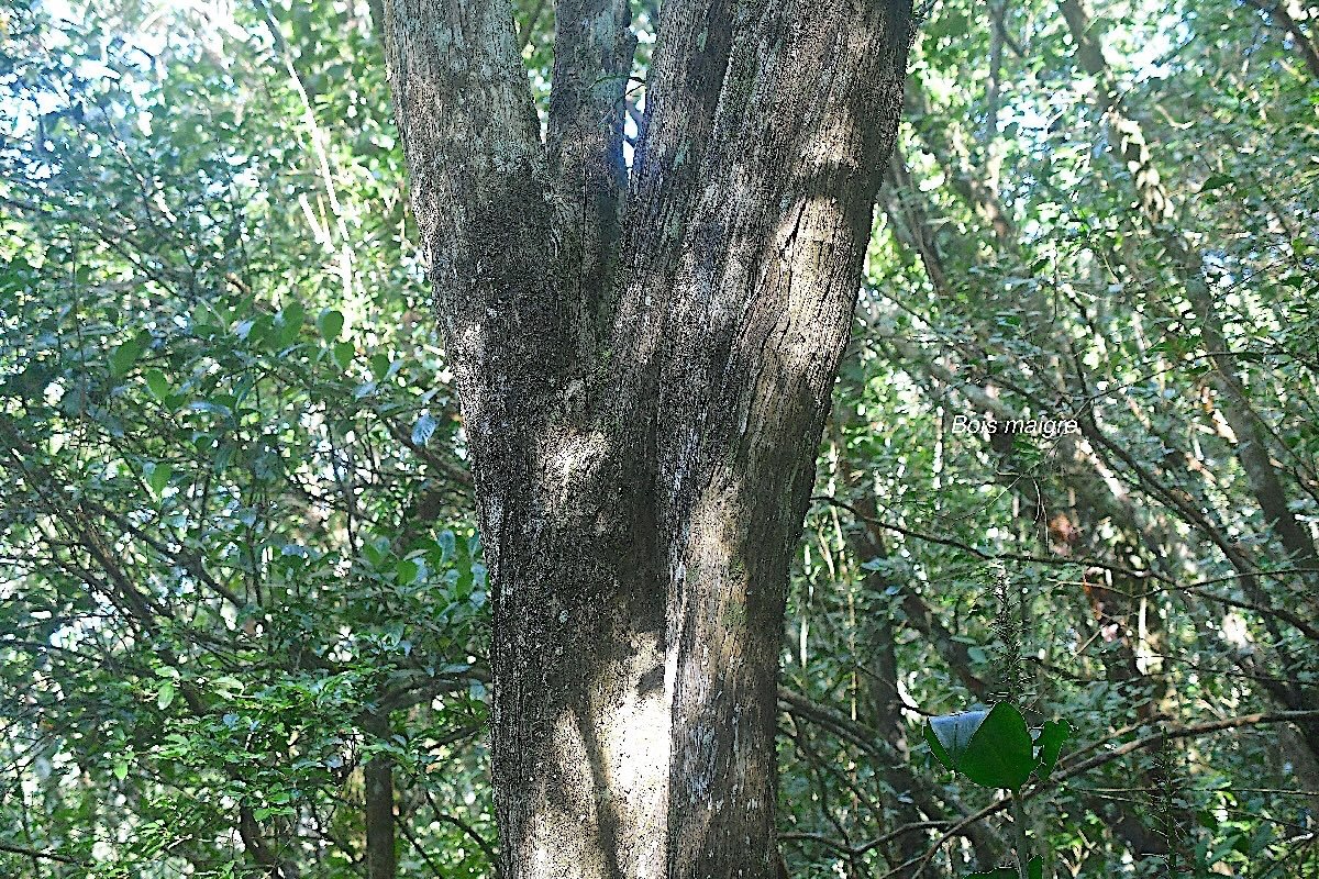 Nuxia verticillata Bois maigre Stilbaceae  Endémique La Réunion, Maurice 2992.jpeg