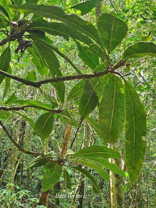 Sideroxylon majus Bois de fer Sapot aceae Endémique La Réunion 34.jpeg