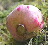 Les Makes -For&ecirc;t / Boi de Bon Accueil- 6 ao&ucirc;t  2024