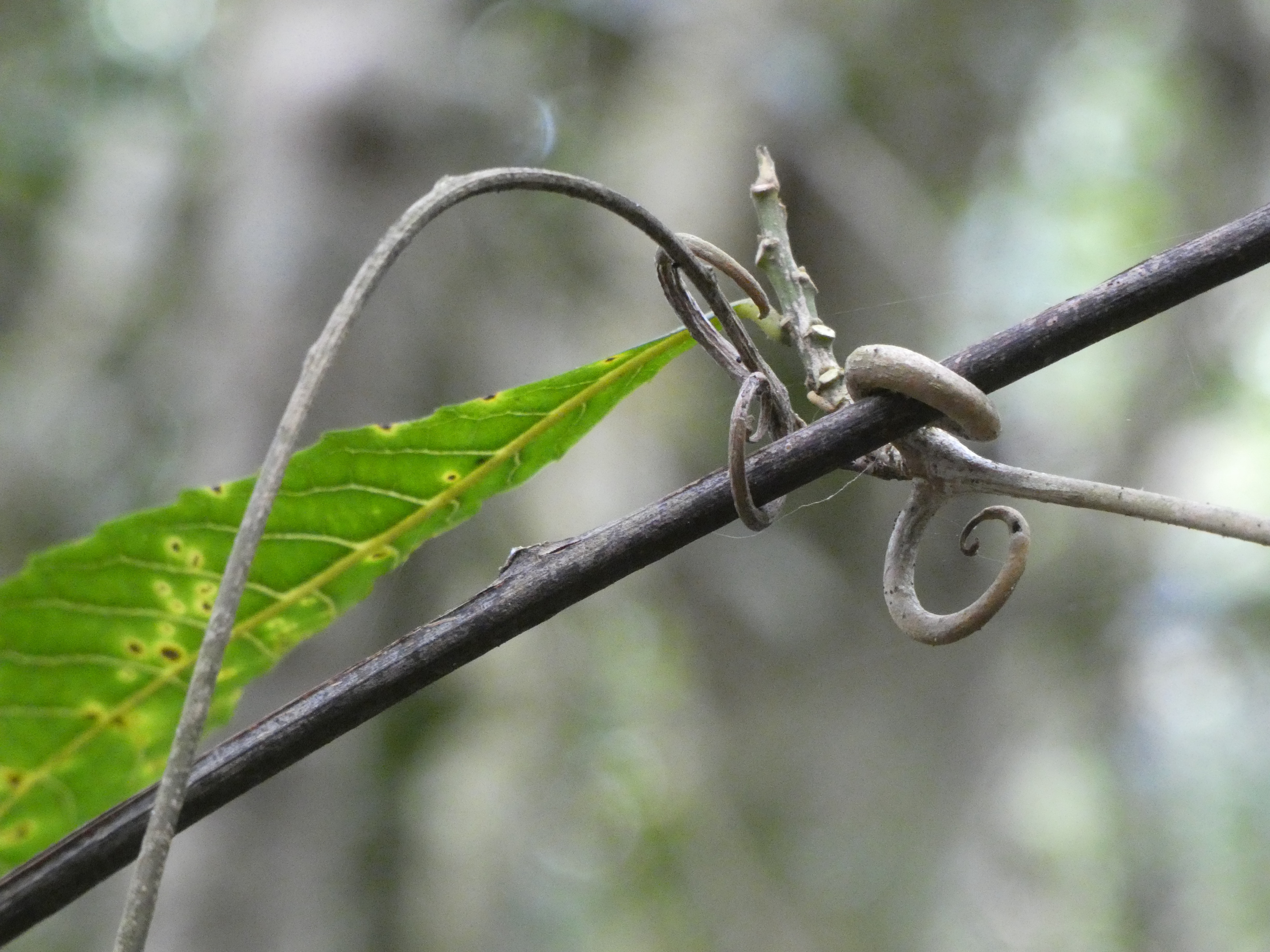 M Paternoster-Hugonia serrata 1.jpg
