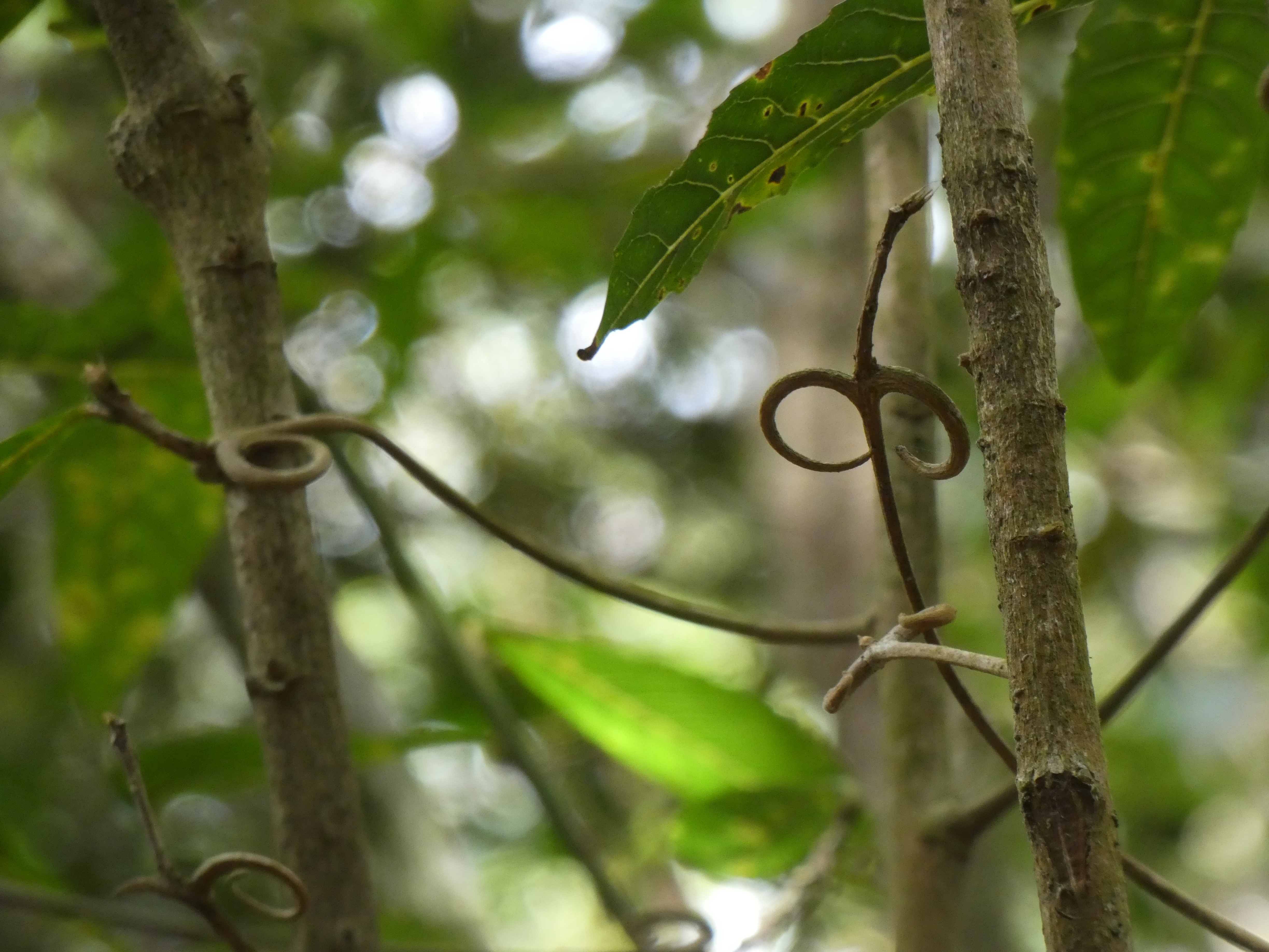 M Paternoster-Hugonia serrata 2.jpg