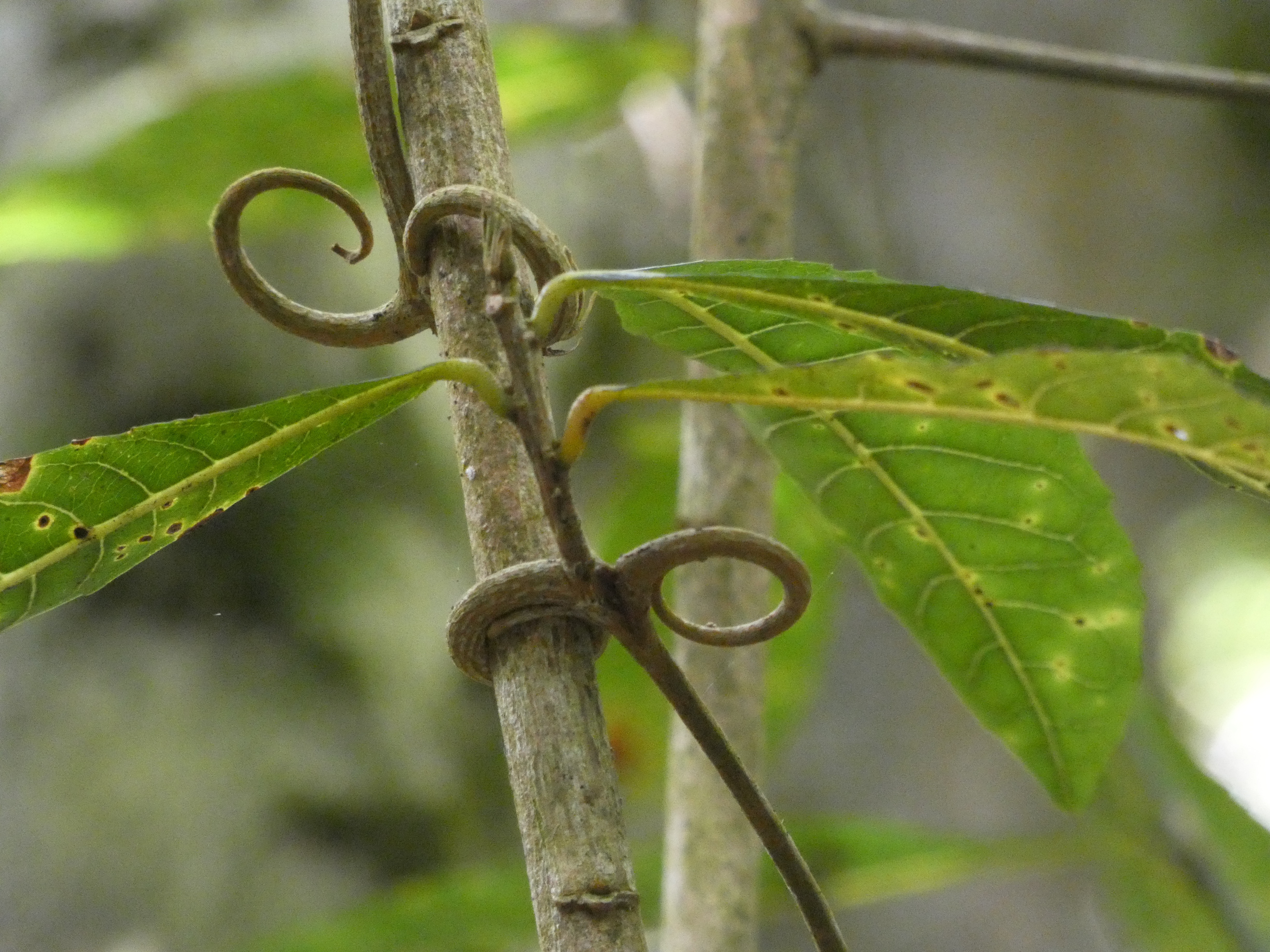 M Paternoster-Hugonia serrata 4.jpg