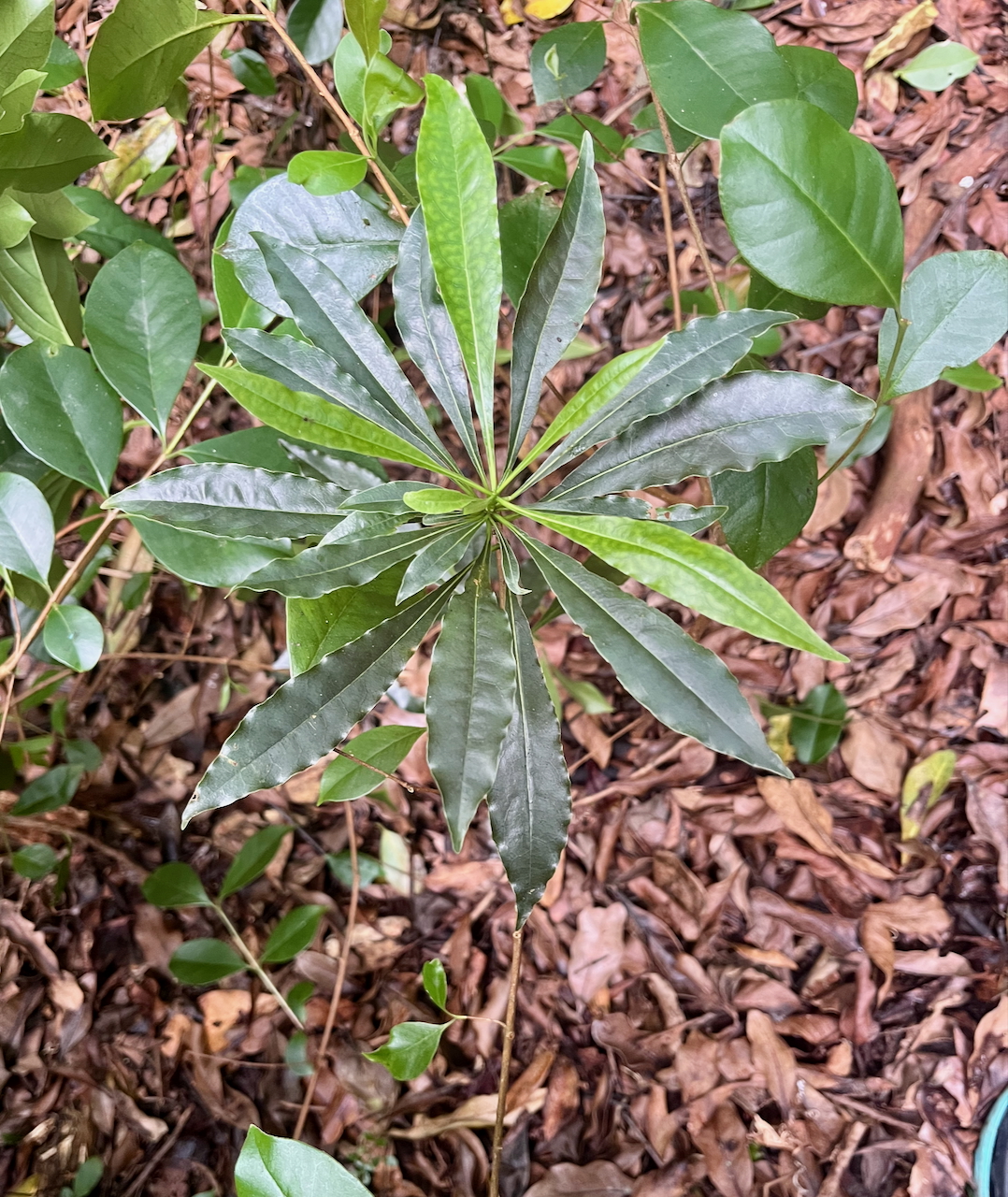 10. Juvénile de ??? Pittosporum senacia - Bois de Joli cœur - Pittosporacée - Endémique R Maur   IMG_7004.HEIC.jpeg