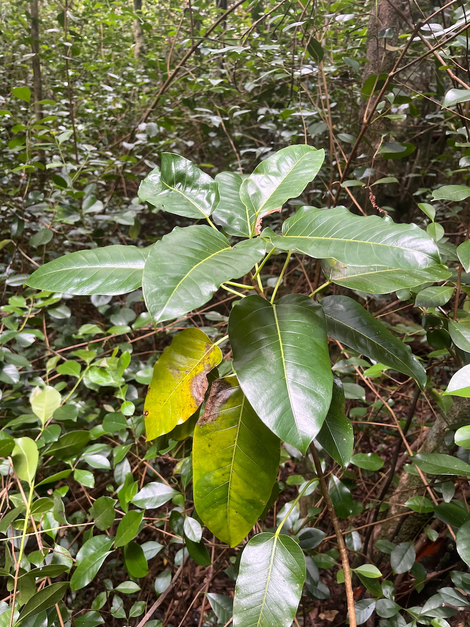 11. Ficus densifolia - Grand Affouche - Moraceae.jpeg