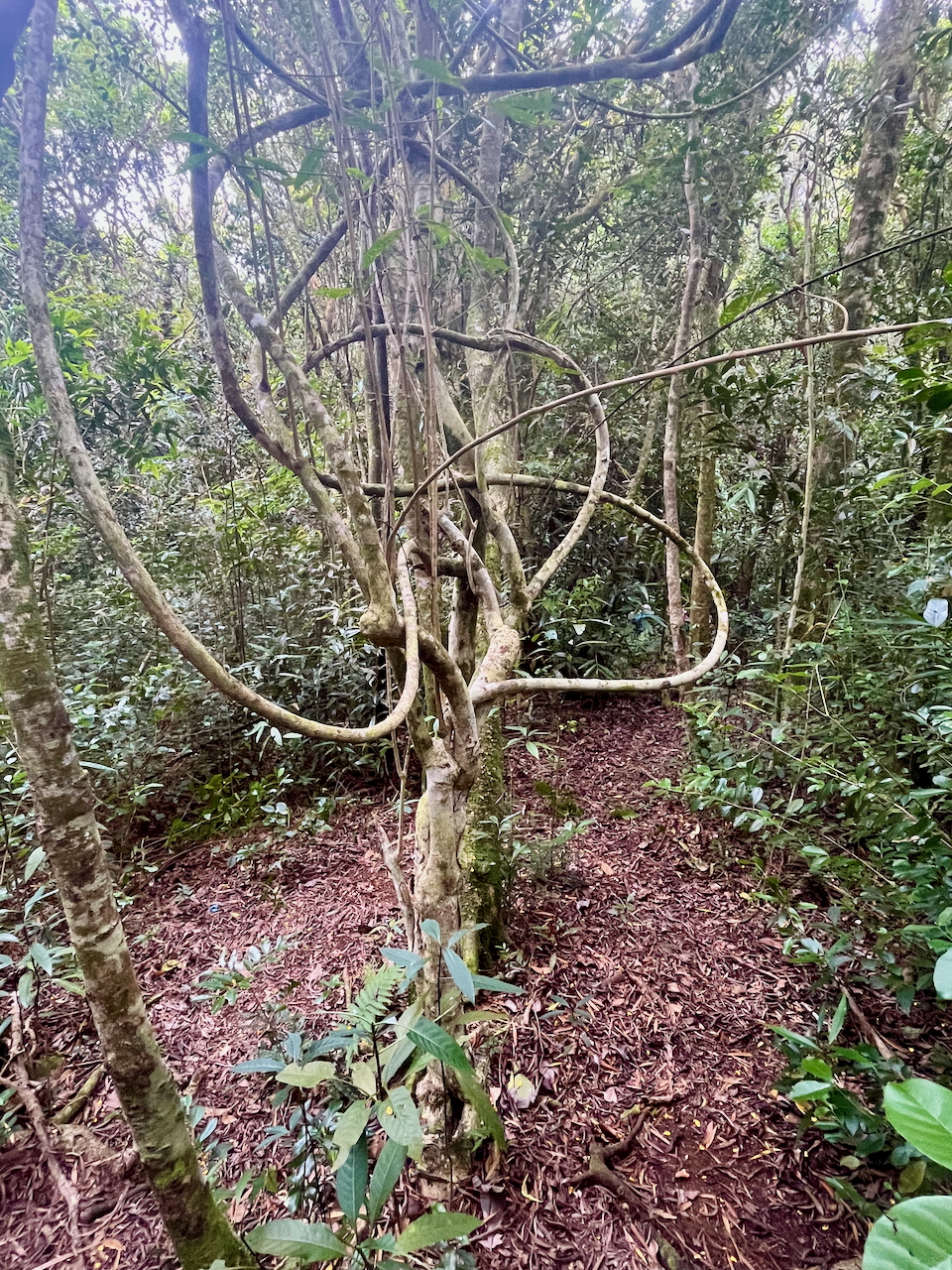 13.Hugonia serrata  - Liane de clé - Linaceae - rare, endémique de la Réunion et de Maurice   IMG_7009.HEIC.jpeg