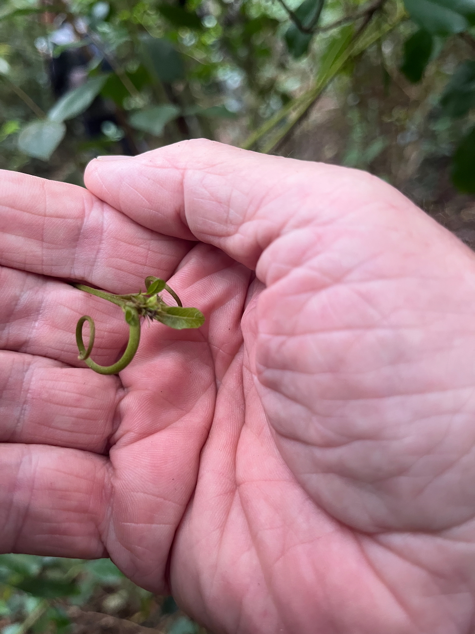 14. moin la gagne un ti klé Petite clé de Hugonia serrata  - Liane de clé - Linaceae - rare, endémique de la Réunion et de Maurice   IMG_7013.HEIC.jpeg