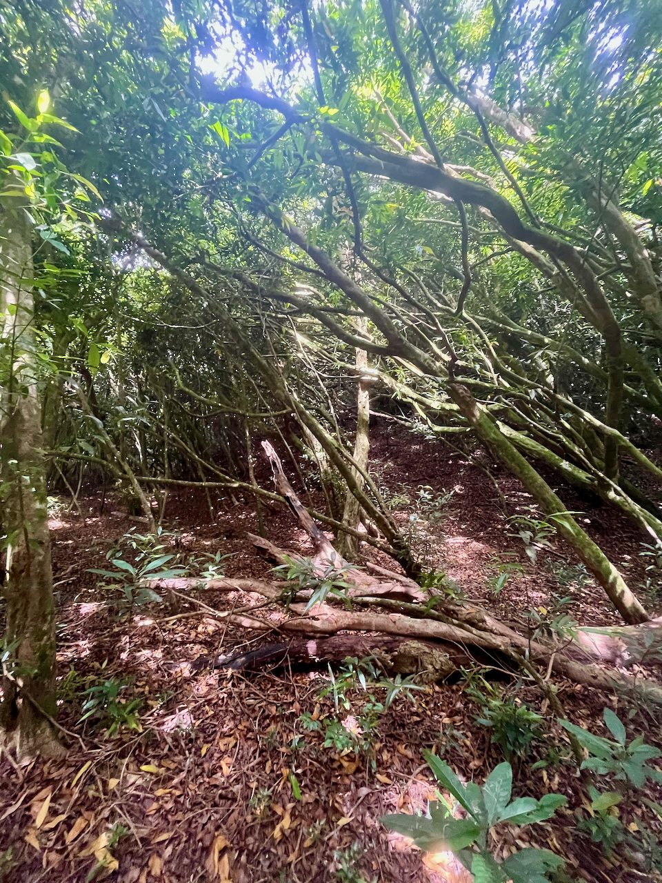 15. Feuilles portes, espace, foullis d'envahissants et d'endémiques typiques de cette forêt.jpeg