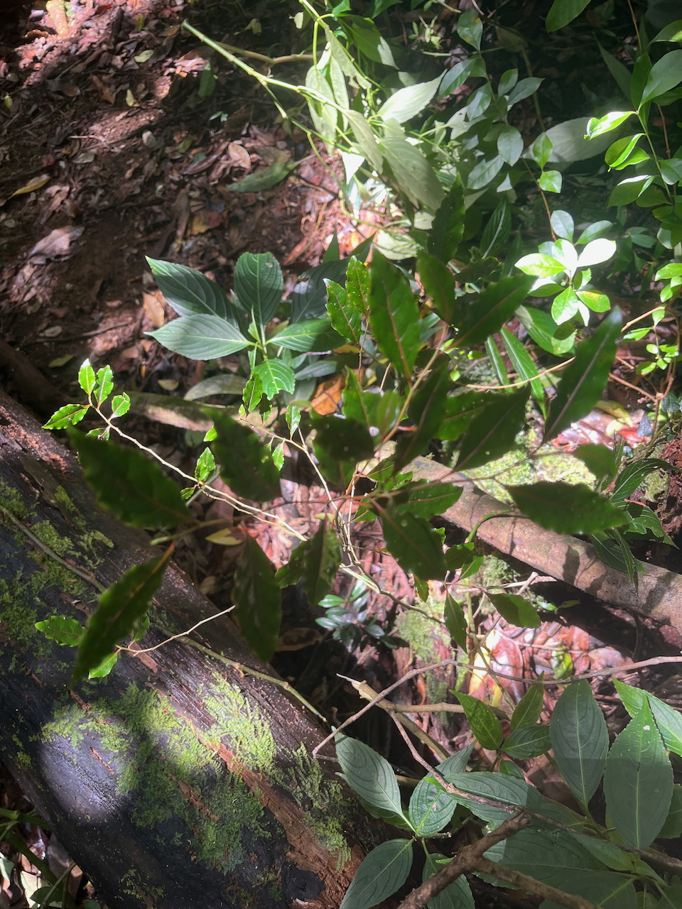 16.  Petites feuilles dans la lumière - Juvénile   Homalium paniculatum - Corce blanc - Salicacée - endémique de la Réunion  IMG_7007.HEICIMG_7015.HEIC.jpeg