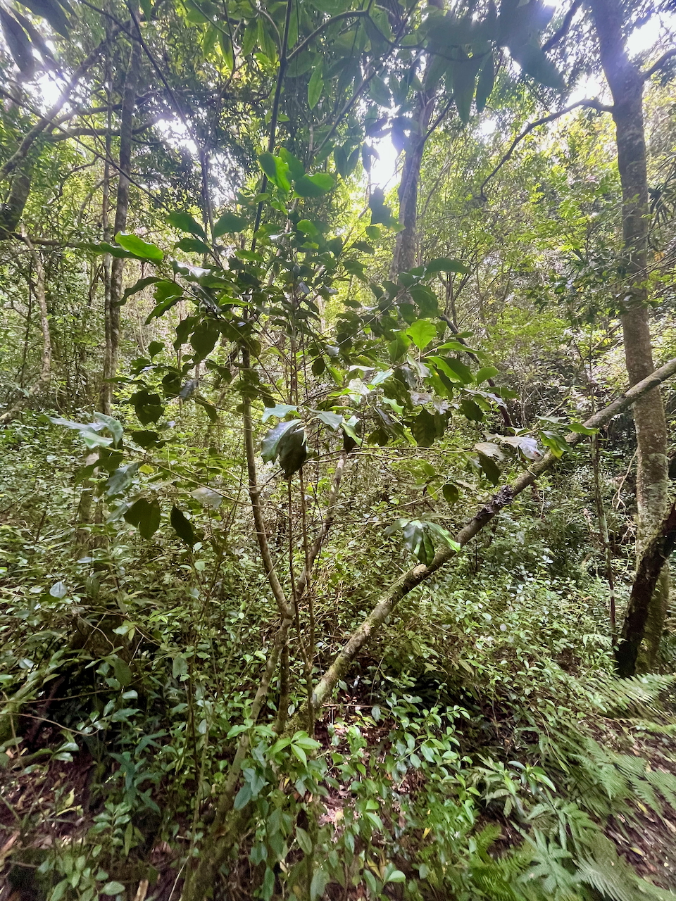 18.  Coffea mauritiana - Café marron -  RUBIACEE - endémique de La Réunion et de Maurice IMG_7020.HEIC.jpeg