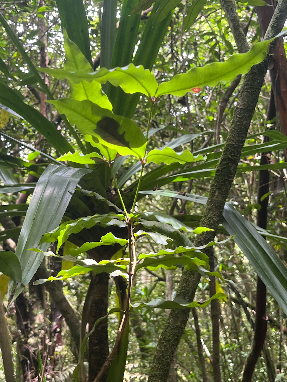 19. Jeune ??? Syzygium cymosum - Bois de pomme rouge - Myrtacée - B  MG_7021.HEIC.jpeg