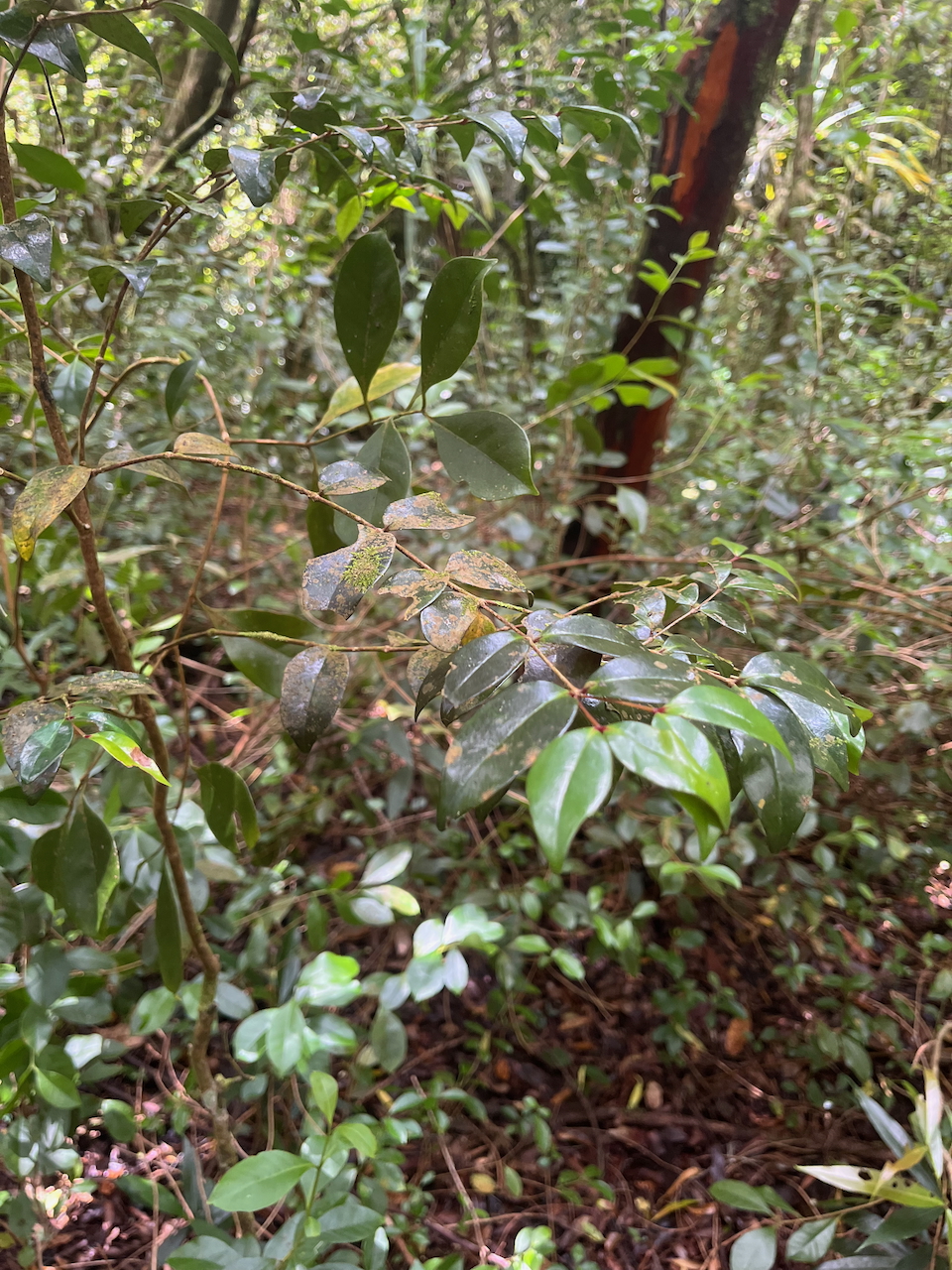 23.  Maillardia borbonica - Bois de sagaie ou  Bois de maman - MORAC.&nbsp; endémique IMG_7025.HEIC.jpeg