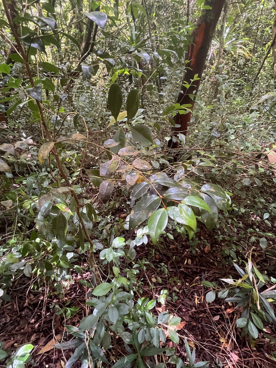 24. Maillardia borbonica - Bois de sagaie ou  Bois de maman - MORAC.&nbsp; endémique  IMG_7028.HEIC.jpeg