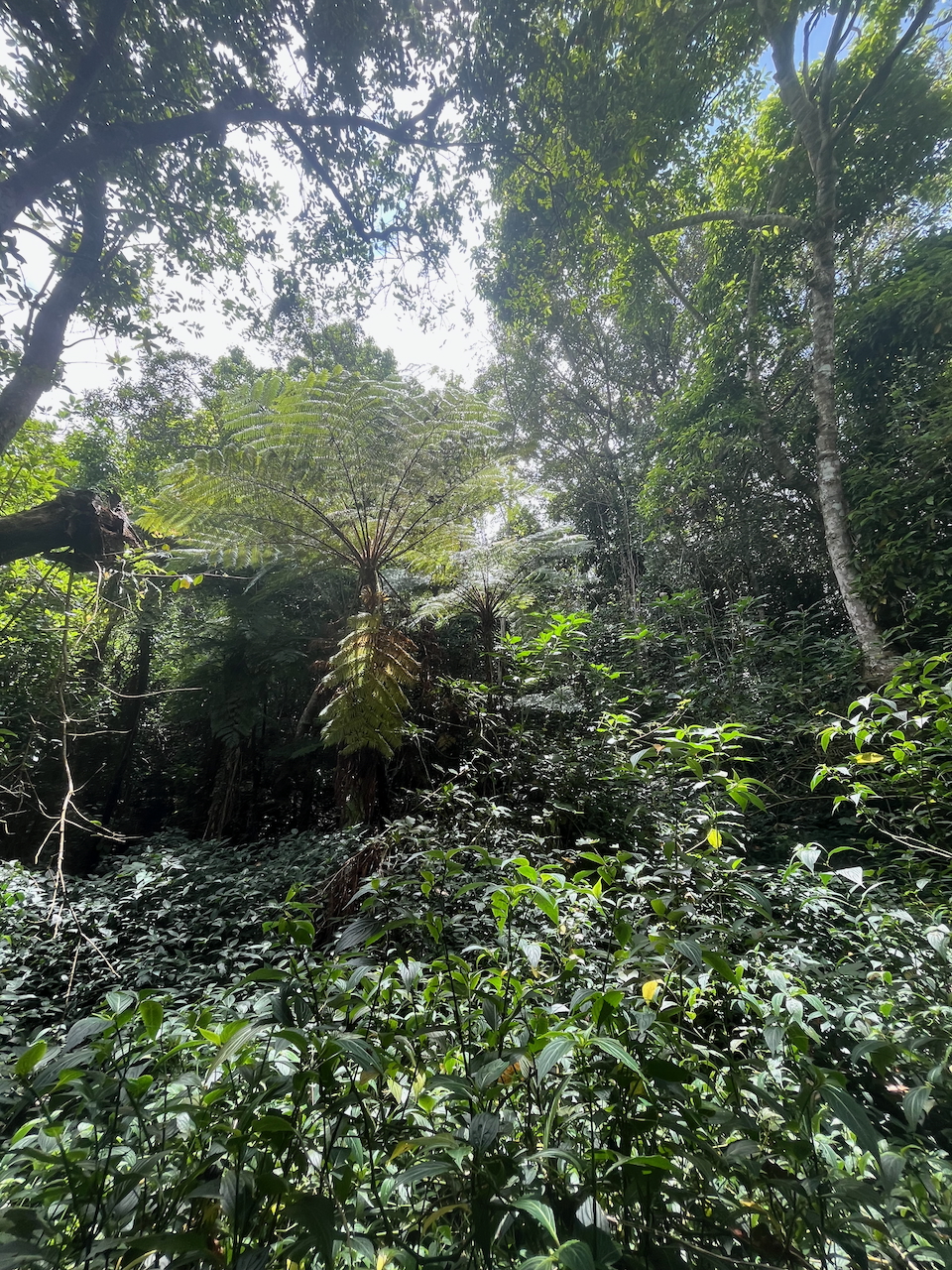 24. Maillardia borbonica - Bois de sagaie ou  Bois de maman - MORAC.&nbsp; endémique  IMG_7028.HEIC.jpeg