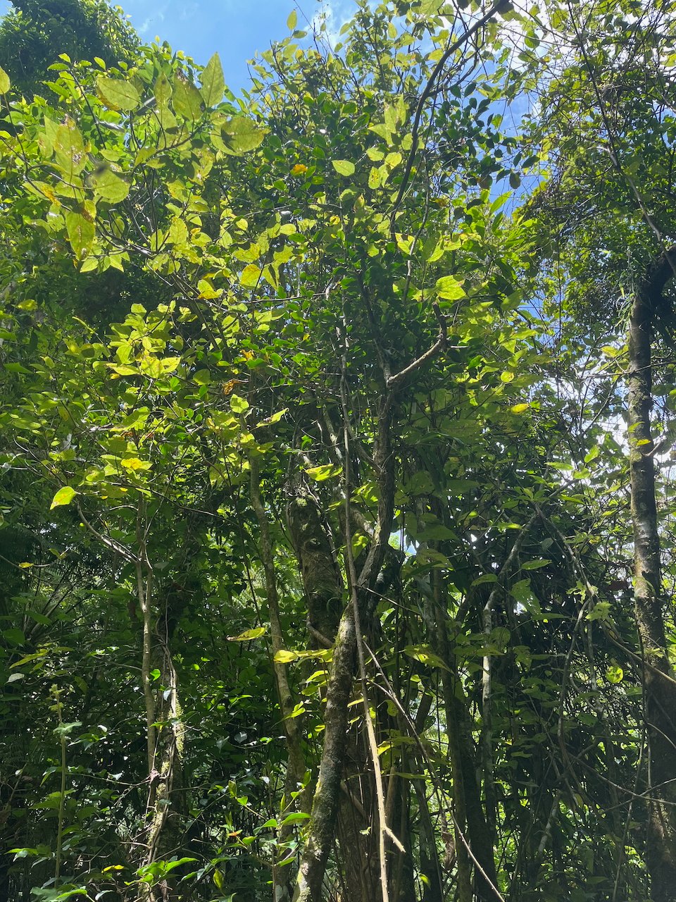 27. Ficus lateriflora  - Ficus Blanc  - MORACEAE - Endémique de la Réunion et de Maurice.jpeg