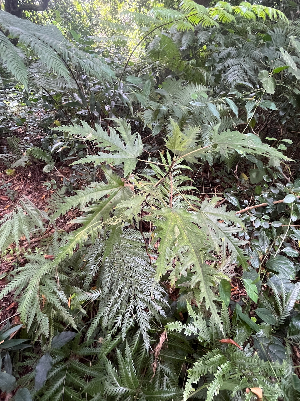 30. Juvénile de Ficus lateriflora  - Ficus Blanc  - MORACEAE - Endémique de la Réunion et de Maurice  IMG_7038.HEIC.jpeg