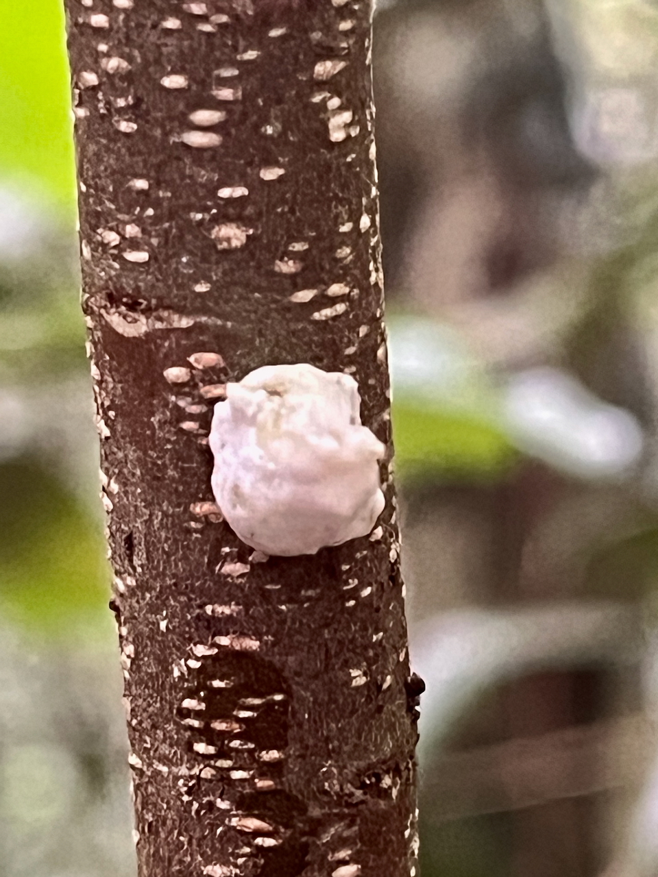 32. Cochenille IMG_7043.HEIC.jpeg