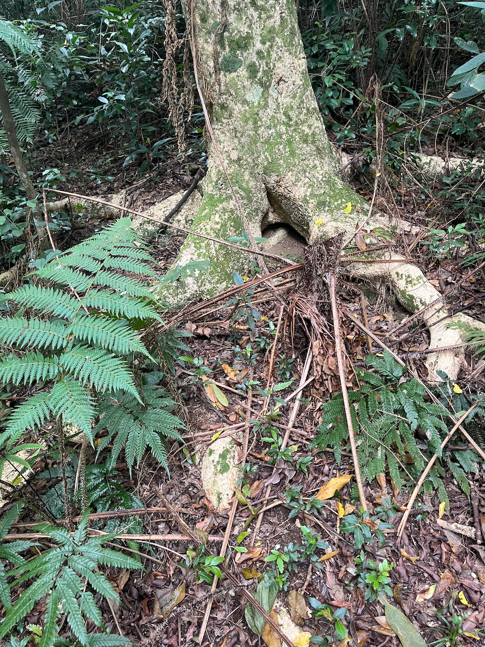 33.  Racines jaunes de Melicope obtusifolia  - Catafaille patte poule ou Grand Catafaille - Rutacée - Endémique Réunion Maurice      IMG_7046.HEIC.jpeg