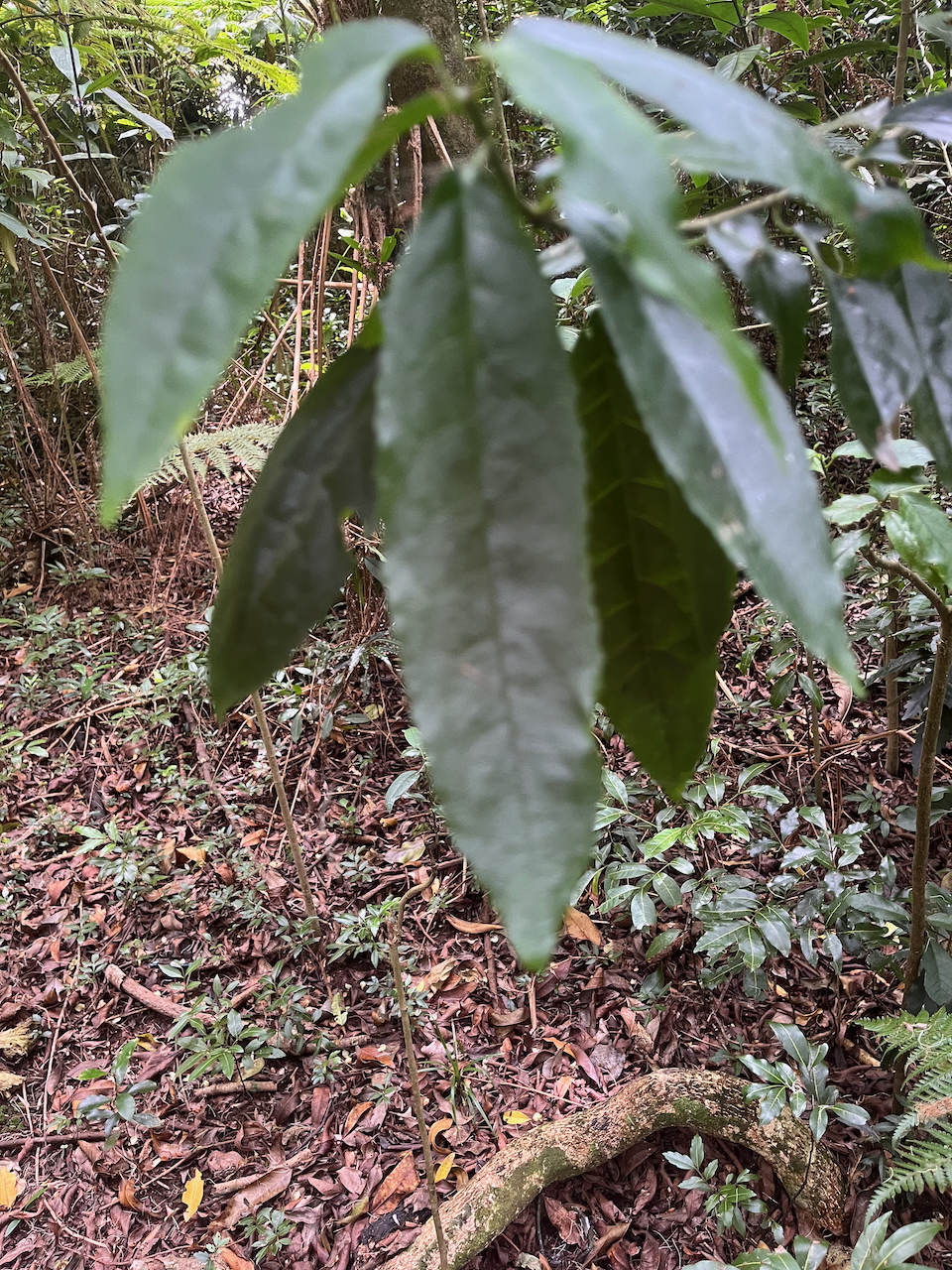 34. ??? Claoxylon parviflorum - Petit Bois d'oiseau- Euphorbiacée - B 