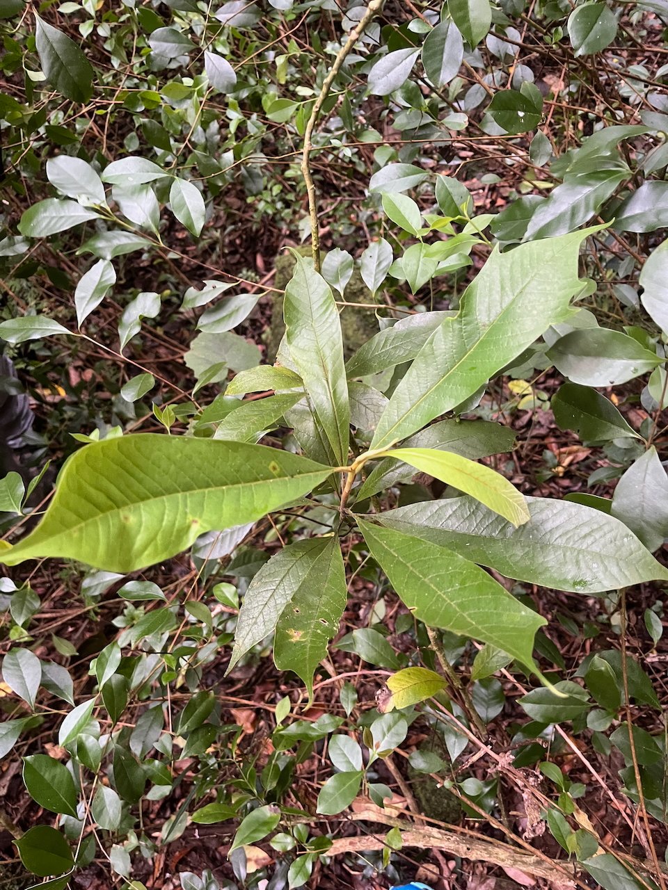 5. Juvénile de Magnolia champaca Champac Magnoliaceae CULTIVE ENVAHISSAN.jpeg