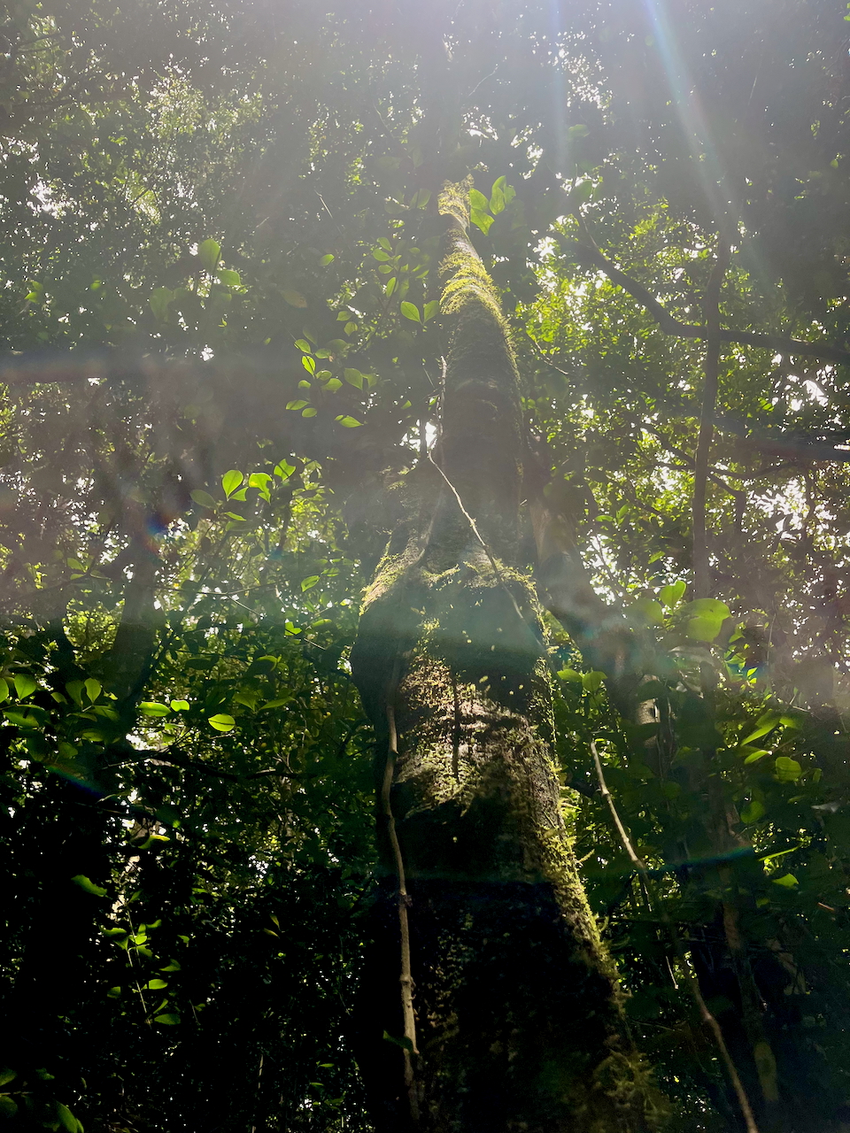 6. Parvenir à la lumière !.jpeg