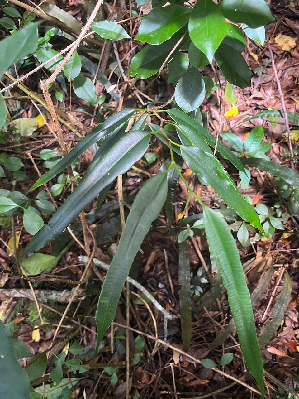 7. Juvéniles de Maillardia borbonica - Bois de sagaie ou  Bois de maman - MORAC.&nbsp; endémique.jpeg