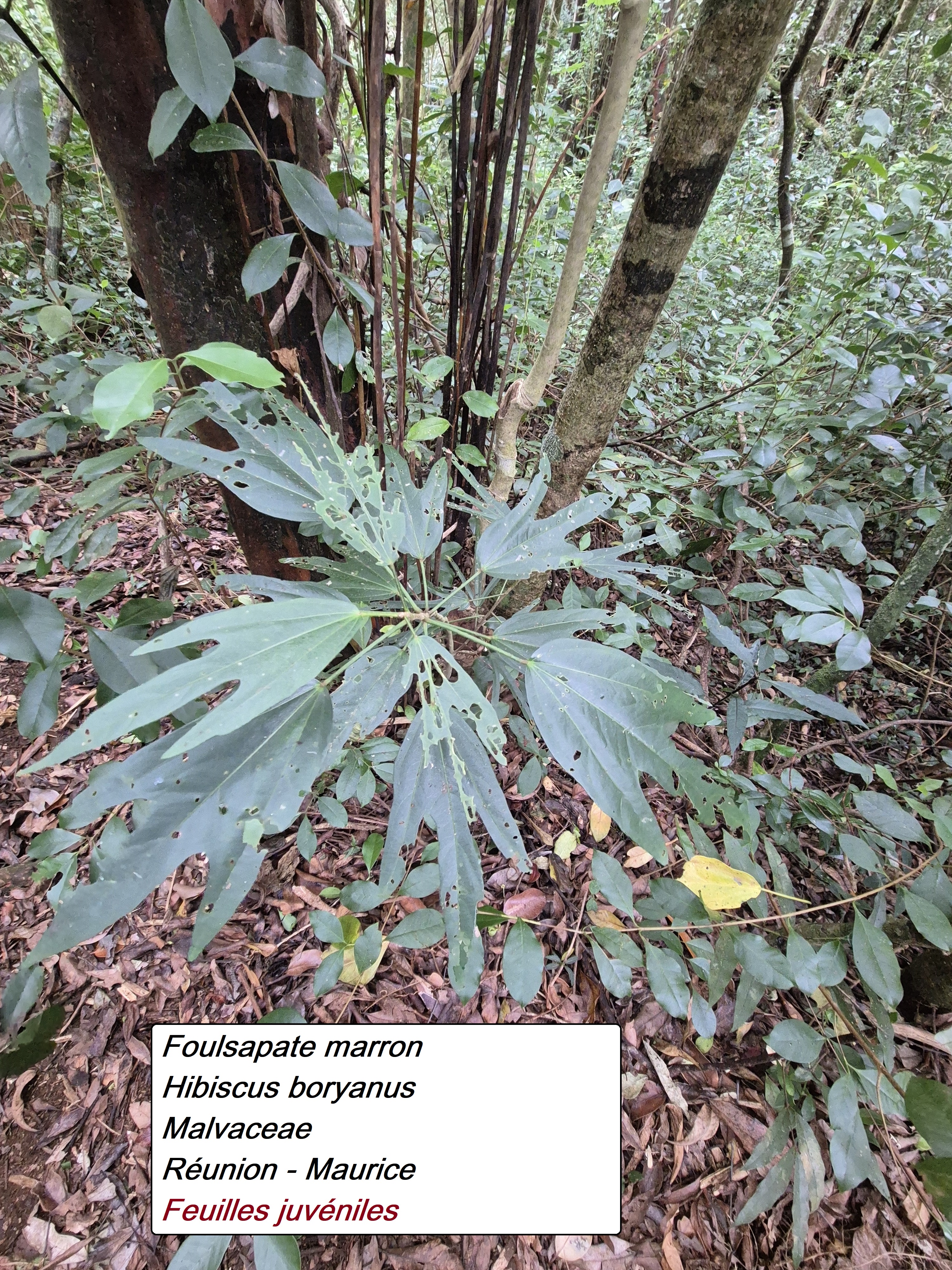 15- Foulsapate marron (1).jpg