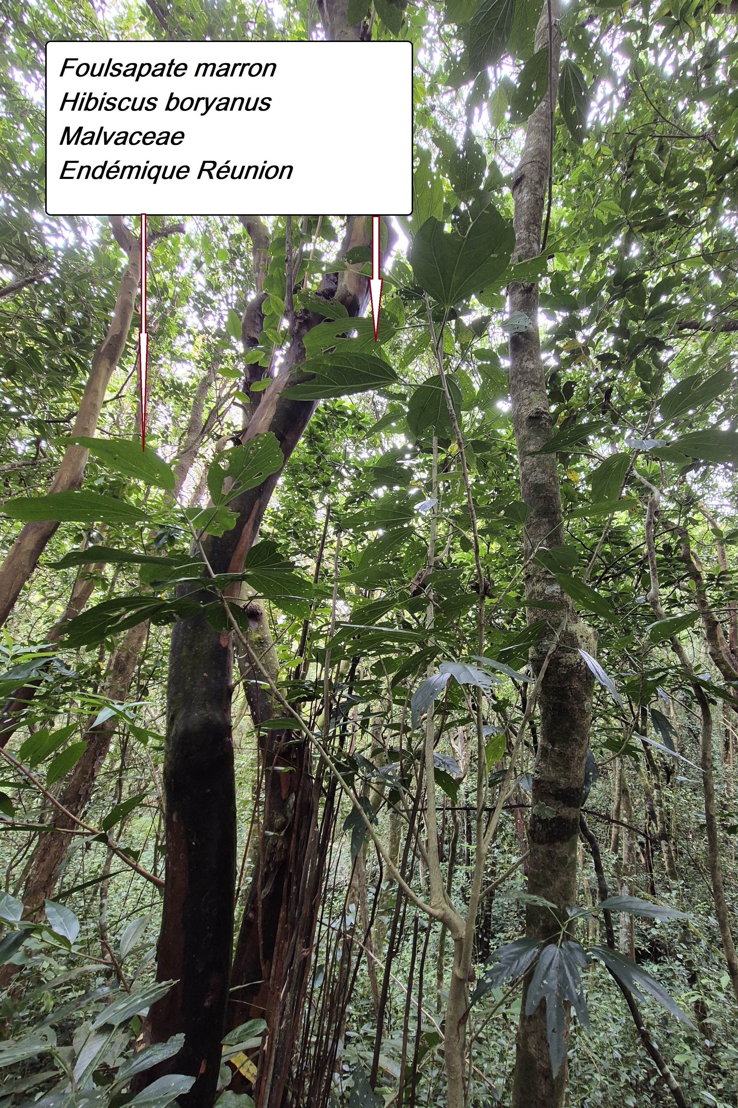 15- Foulsapate marron (2).jpg