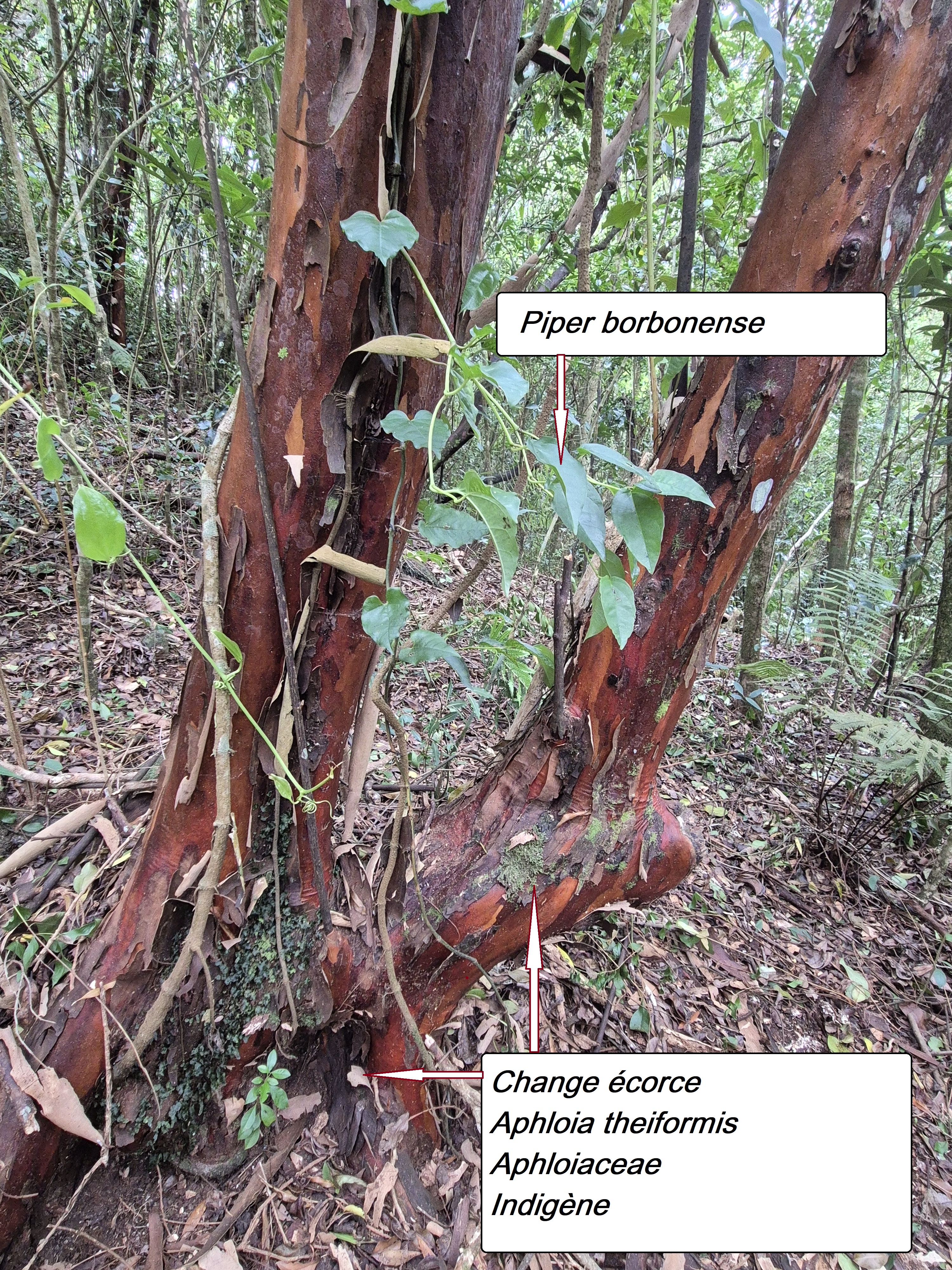 17- Change écorce.jpg