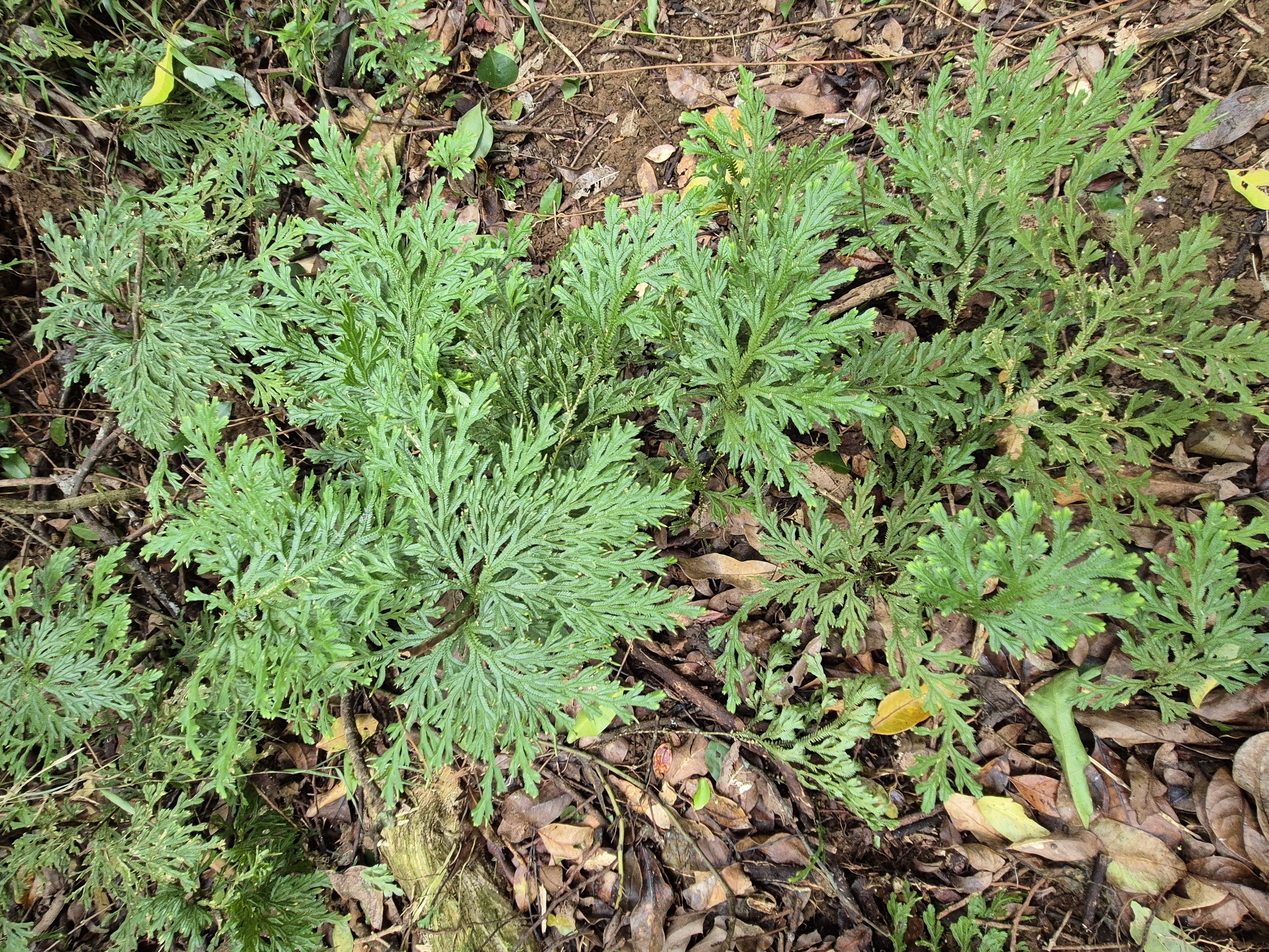 19- Sélaginelle.jpg